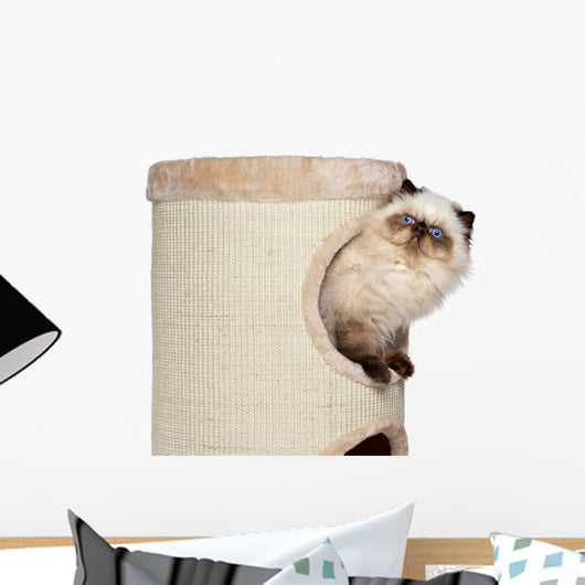 Cute Persian Color Point Kitten Wall Decal