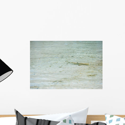Baby shark in shallow water at Maldives Wall Mural