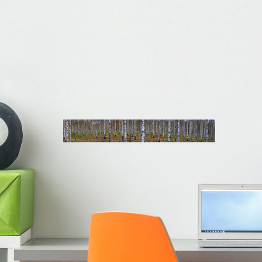 Panoramic Birch Forest Wall Decal