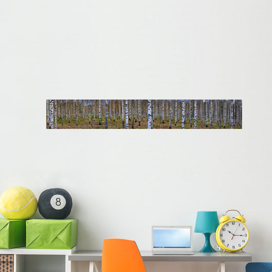 Panoramic Birch Forest Wall Decal
