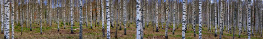 Panoramic Birch Forest Wall Decal