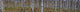 Panoramic Birch Forest Wall Decal