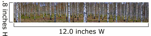 Panoramic Birch Forest Wall Decal