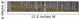 Panoramic Birch Forest Wall Decal