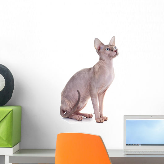 Sphynx Hairless Cat Wall Decal