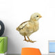 Little Chicken Watercolor Wall Decal