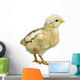 Little Chicken Watercolor Wall Decal