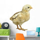 Little Chicken Watercolor Wall Decal