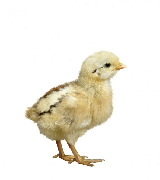 Little Chicken Watercolor Wall Decal