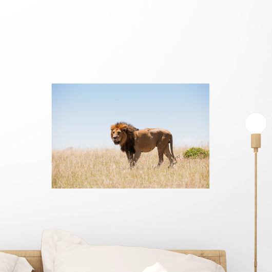 Lion Wall Decal