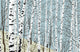 Birchwood Spring Wall Decal
