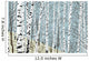 Birchwood Spring Wall Decal