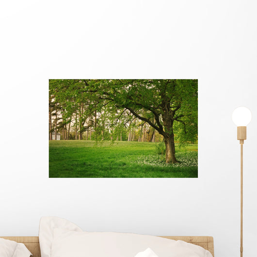 Sunlight Green Forest Springtime Wall Decal