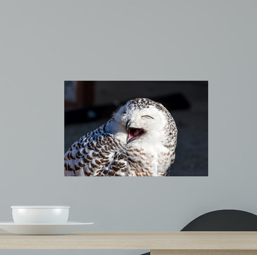 Up Snowy Owl Bubo Wall Decal