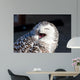 Up Snowy Owl Bubo Wall Decal