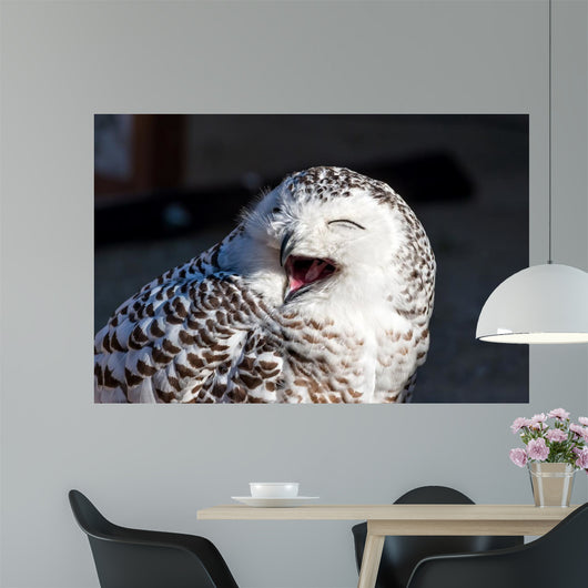 Up Snowy Owl Bubo Wall Decal