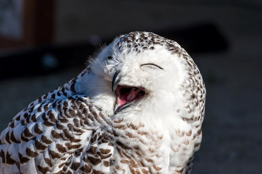 Up Snowy Owl Bubo Wall Decal