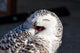 Up Snowy Owl Bubo Wall Decal