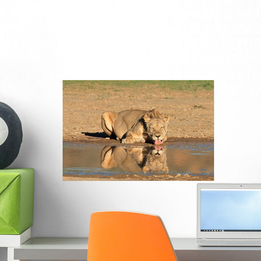Lioness Drinking Water Kalahari Wall Decal