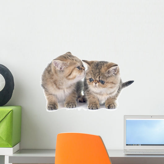 Persian Kitten Wall Decal