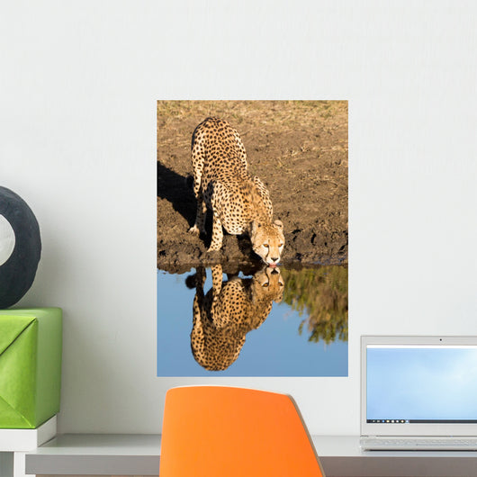 Cheetah Drinking Water with Wall Decal