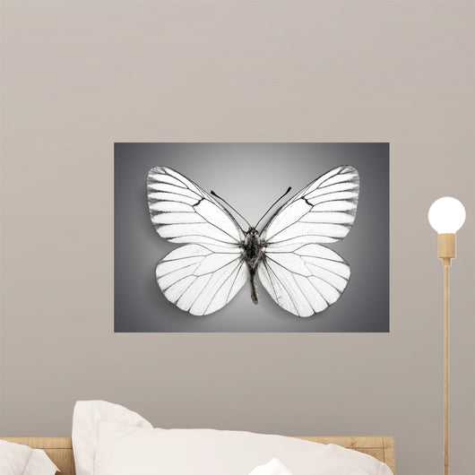 Butterfly. Butterflies Wall Mural
