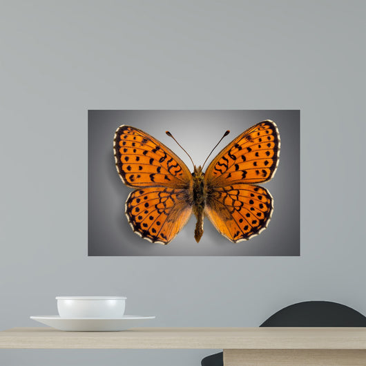Butterfly. Butterflies Wall Mural