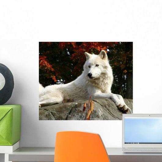 Arctic Wolf Laying Rock Wall Decal