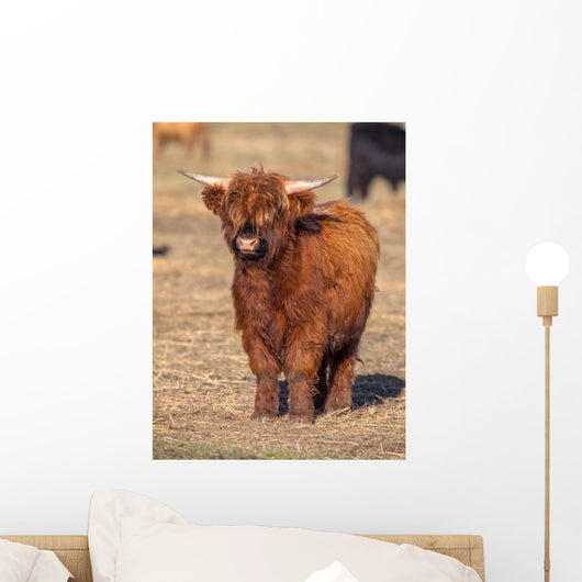 Full Resolution Portrait Highland Wall Decal