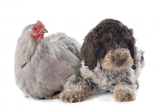 Lagotto Romagnolo and Chicken Wall Decal