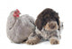 Lagotto Romagnolo and Chicken Wall Decal