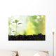 Seedling Newborn Oak Tree Wall Decal