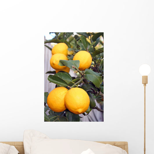 Yellow Meyer Lemons Tree Wall Decal
