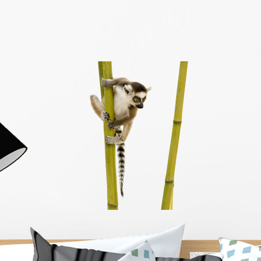 Ring-tailed Lemur Wall Decal