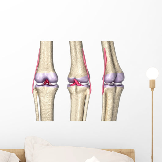 Knee Joint Anatomy Wall Decal