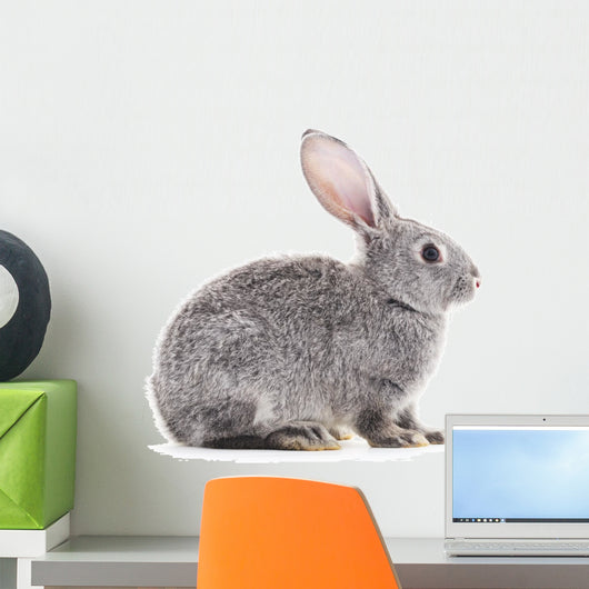 Baby rabbit. Wall Decal