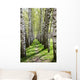 Birch-tree Alley Wall Decal