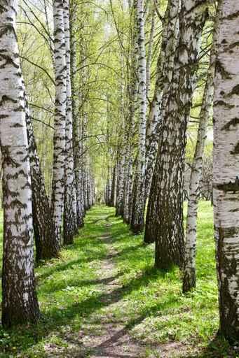 Birch-tree Alley Wall Decal