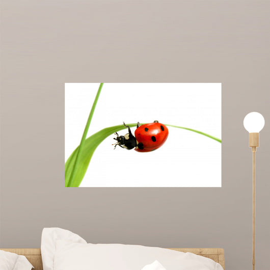 red ladybug