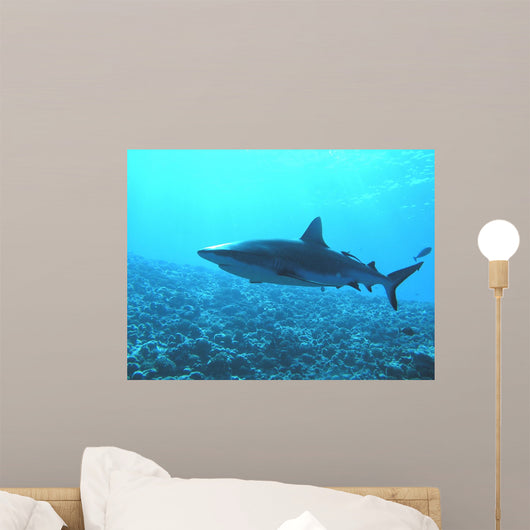 Requin Wall Decal