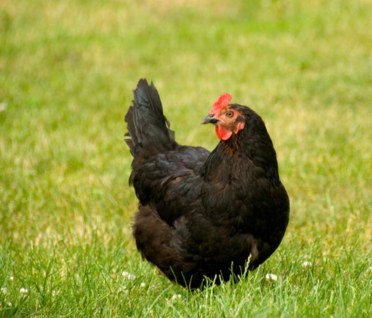 hen Wall Mural
