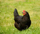 hen Wall Mural