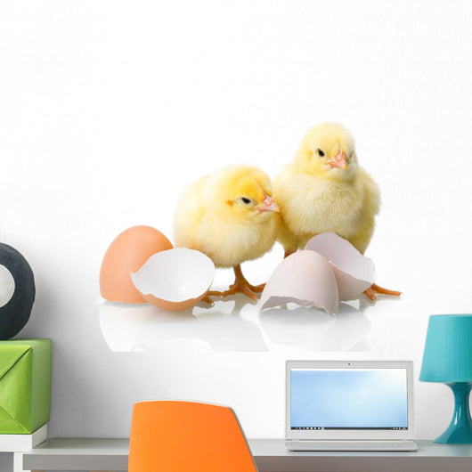 Newborn Chickens with Eggs Wall Decal