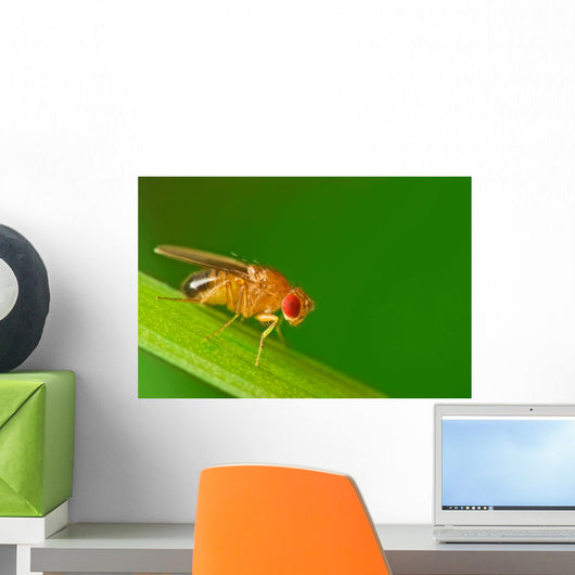 Male Fruit Fly Drosophila Wall Decal