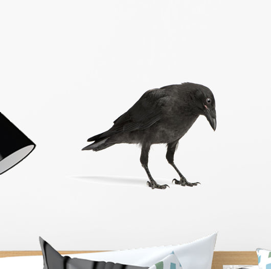 Young Carrion Crow Wall Decal