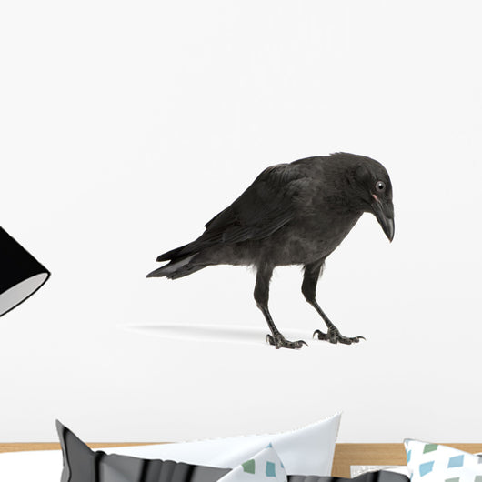 Young Carrion Crow Wall Decal