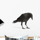 Young Carrion Crow Wall Decal