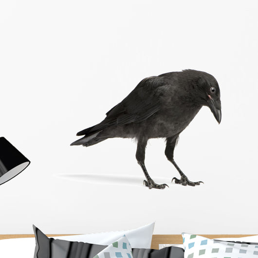 Young Carrion Crow Wall Decal