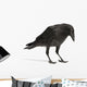 Young Carrion Crow Wall Decal