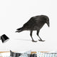 Young Carrion Crow Wall Decal